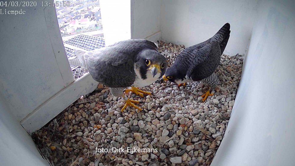 Webcam overzicht